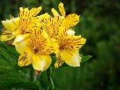 Peruviaanse Lelie (Alstroemeria) Kruidachtige Plant geel, karakteristieken, foto