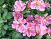 Pokojové květiny Peruánský Lily bylinné, Alstroemeria fotografie, charakteristiky růžový