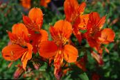 Saksı çiçekleri Perulu Zambak otsu bir bitkidir, Alstroemeria fotoğraf, özellikleri turuncu