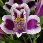 秘鲁百合 (Alstroemeria) 草本植物 紫丁香, 特点, 照片
