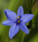 Pot Virágok Kék Kukorica Liliom lágyszárú növény, Aristea ecklonii fénykép, jellemzők fehér