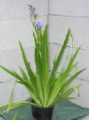 Pot Virágok Kék Kukorica Liliom lágyszárú növény, Aristea ecklonii fénykép, jellemzők világoskék