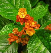 Oală Flori Chrysothemis planta erbacee fotografie, caracteristici roșu