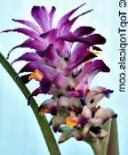 I fiori domestici Curcuma erbacee foto, caratteristiche porpora