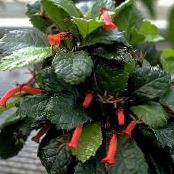 Gesneria  Herbeux orange, les caractéristiques, photo