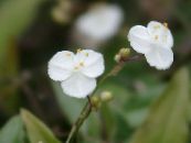 Voal De Mireasa Tahitian (Gibasis) Planta Erbacee alb, caracteristici, fotografie