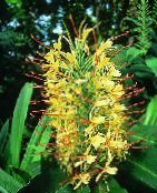 Pokojové květiny Hedychium, Motýl Zázvor bylinné fotografie, charakteristiky žlutý