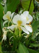 ბანკში ყვავილები Hedychium, პეპელა Ginger ბალახოვანი მცენარე ფოტო, მახასიათებლები თეთრი