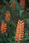 Kvetinové Kvety Hedychium, Motýľ Zázvor trávovitý fotografie, vlastnosti červená