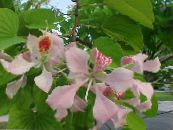 Комнатные цветы Баухиния (Орхидейное дерево) деревья, Bauhinia фото, характеристика розовый