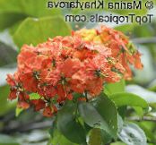  兰花树, Bauhinia 照片, 特点 红