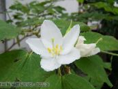  兰花树, Bauhinia 照片, 特点 白