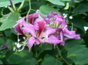  兰花树, Bauhinia 照片, 特点 紫丁香