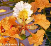 Kraliyet Poinciana, Gösterişli Ağaç (Delonix regia)  turuncu, özellikleri, fotoğraf