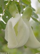 Rattlebox Roja (Sesbania) Arbustos blanco, características, foto