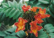 Oală Flori Copac Lalea African, Spathodea fotografie, caracteristici roșu