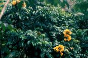 Krukblommor Afrikansk Tulpanträd, Spathodea foto, egenskaper gul