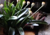 Гемантус (Haemanthus) Травянистые белый, характеристика, фото