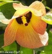 ბანკში ყვავილები Asian Portoe, ჯუჯა Asian პორტია, ზღვის ჰიბისკუსი ხე, Thespesia ფოტო, მახასიათებლები ფორთოხალი