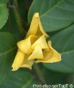 Pot Blomster Mitrephora treet, Mitrephora vandaeflora bilde, kjennetegn gul