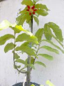 Krukblommor Calabao träd, Uvaria foto, egenskaper röd