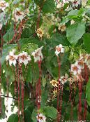 Sobne cvetje Strophanthus liana fotografija, značilnosti bela