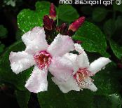 Strophanthus  藤本植物 粉红色, 特点, 照片
