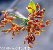 Pokojové květiny Strophanthus liána fotografie, charakteristiky oranžový