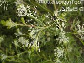 Grevillea (Grevillea sp.) Des Arbustes blanc, les caractéristiques, photo