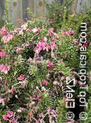 Grevillea (Grevillea sp.) Gli Arbusti rosa, caratteristiche, foto