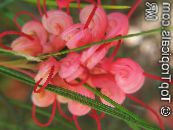Podu Ziedi Grevillea krūms, Grevillea sp. foto, raksturlielumi sarkans