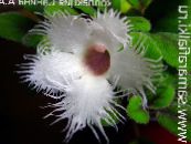 Sobne cvetje Alsobia ampelnye fotografija, značilnosti bela