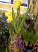 Amaryllis (Hippeastrum) Planta Herbácea amarelo, características, foto