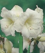 Εσωτερικά λουλούδια Αμαρύλλις ποώδη, Hippeastrum φωτογραφία, χαρακτηριστικά λευκό