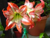 Интериорни цветове Беладона тревисто, Hippeastrum снимка, характеристики оранжев