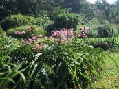 des fleurs en pot Crinum herbeux photo, les caractéristiques rose