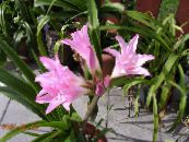Pot Virágok Crinum lágyszárú növény fénykép, jellemzők rózsaszín