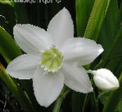Saksı çiçekleri Amazon Zambak otsu bir bitkidir, Eucharis fotoğraf, özellikleri beyaz