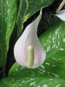 Фламинго Цвете, Сърце Цвете (Anthurium) Тревисто бял, характеристики, снимка