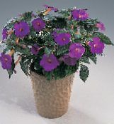 Magic Kukka, Pähkinä Orkidea (Achimenes) Amppelikasvit violetti, ominaisuudet, kuva