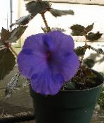 Magic Flower, Nut Orchid (Achimenes) Pendurado Planta azul escuro, características, foto