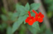 Magiske Blomst, Møtrik Orkidé (Achimenes) Hængende Plante rød, egenskaber, foto