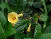 Fleur Magique, Écrou Orchidée (Achimenes) Les Plantes Ampels jaune, les caractéristiques, photo