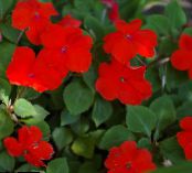Pokojowe Kwiaty Niecierpek (Impatiens) trawiaste zdjęcie, charakterystyka czerwony