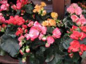 Sisäkukat Begonia ruohokasvi kuva, ominaisuudet pinkki