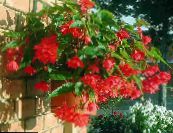 Begónia (Begonia) Lágyszárú Növény piros, jellemzők, fénykép