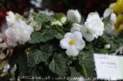 Μπιγκόνια (Begonia) Ποώδη λευκό, χαρακτηριστικά, φωτογραφία