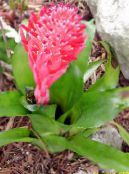 Billbergia   kırmızı, özellikleri, fotoğraf
