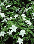 des fleurs en pot Browallia herbeux photo, les caractéristiques blanc