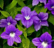 Kodus Lilled Browallia rohttaim foto, omadused purpurne